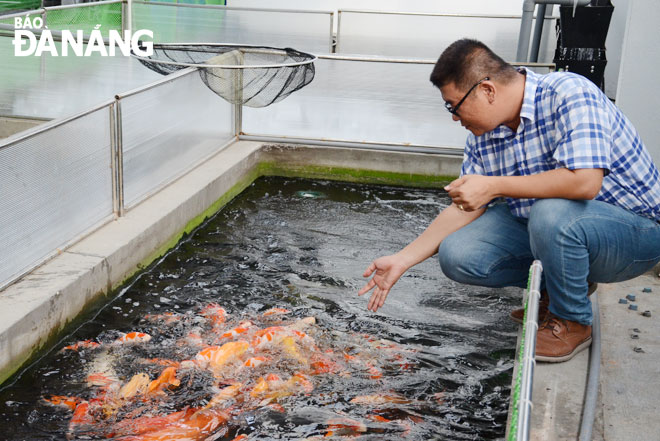 Mỗi năm, anh Trần Thướt Vỹ xuất bán hàng ngàn con cá Koi đến các tỉnh, thành phố trong cả nước. Ảnh: THU HÀ