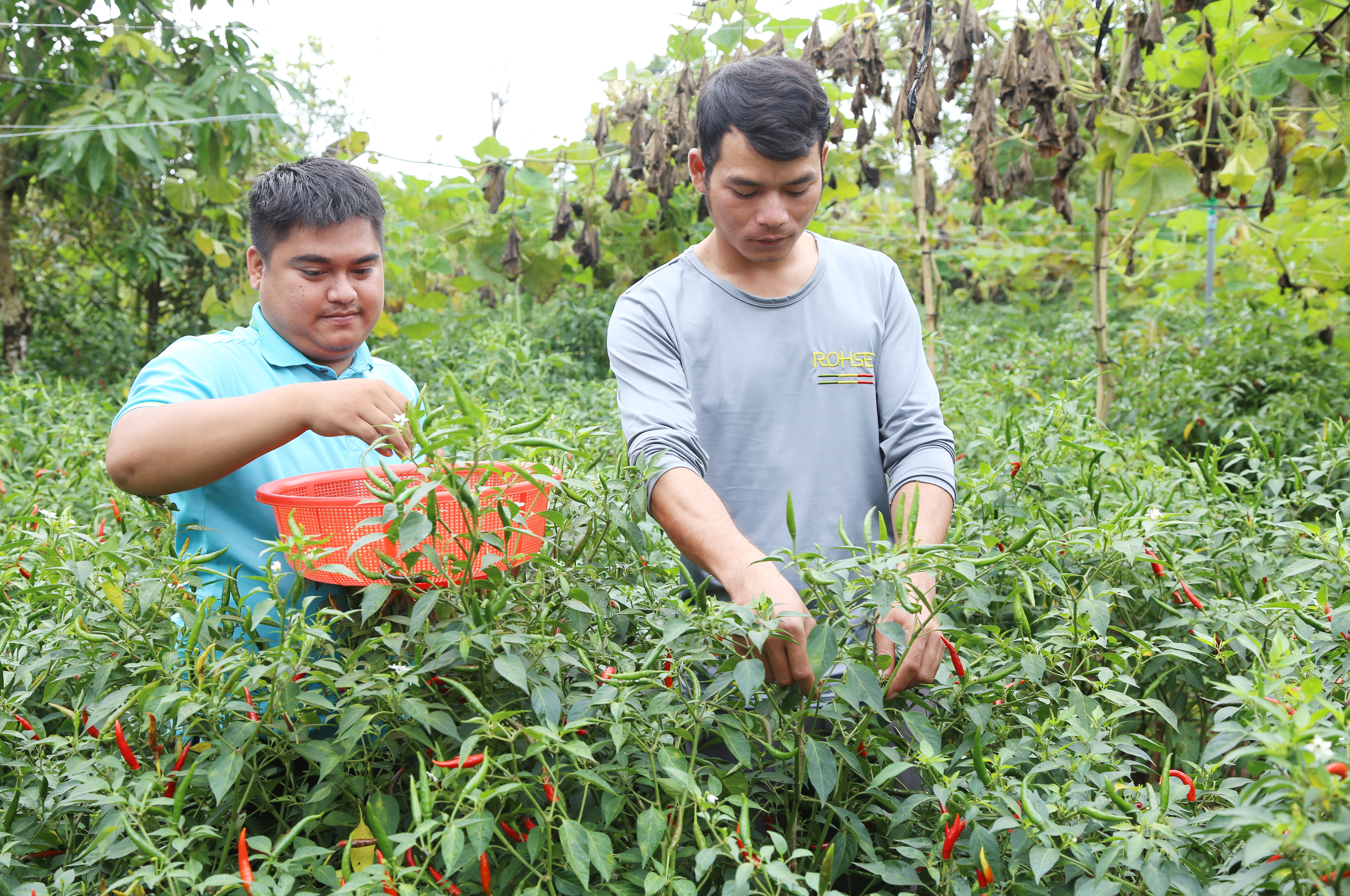 Anh Y Phi On Mlô (bên trái) và anh Y Ngơi Mlô thu hoạch ớt.