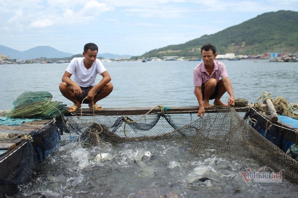 Làng cá bè tiền tỷ ở Đà Nẵng trước thời điểm di dời