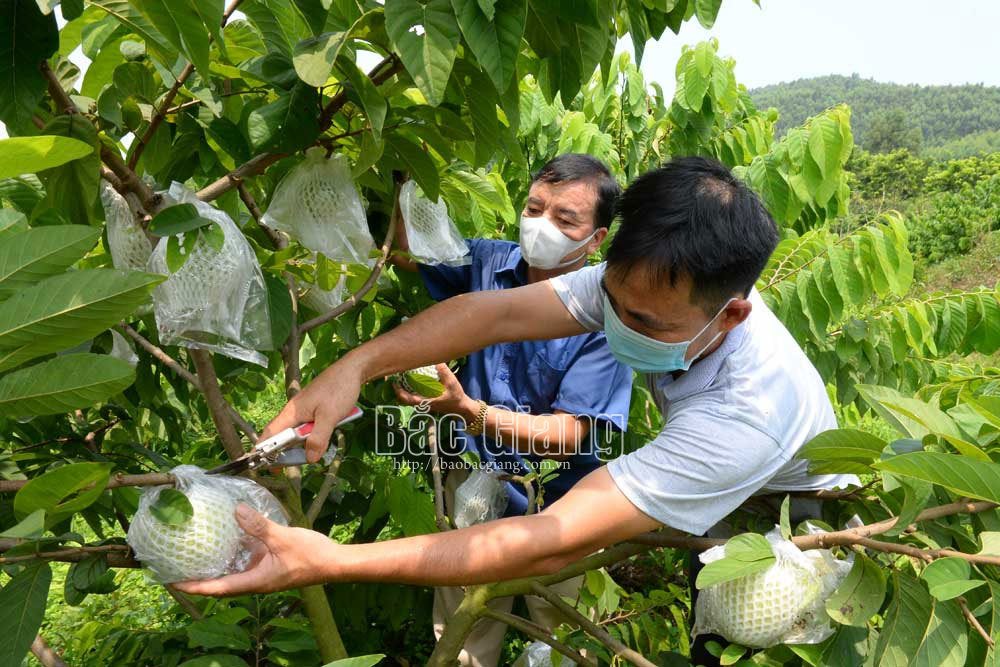 Hai giống na lạ được khách hàng săn đón ở Bắc Giang