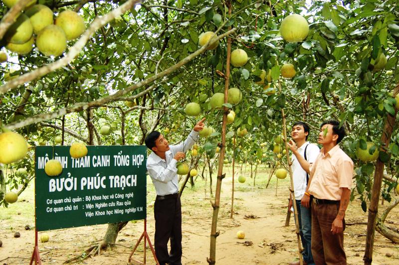 Bưởi Phúc Trạch (Hà Tĩnh) được Liên minh châu Âu bảo hộ chỉ dẫn địa lý.