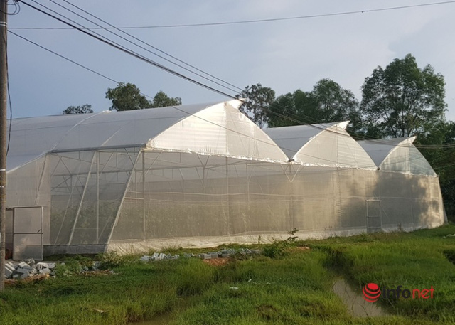 Thầy giáo khởi nghiệp trồng dưa lưới, lãi hơn trăm triệu đồng/năm - Ảnh 1.