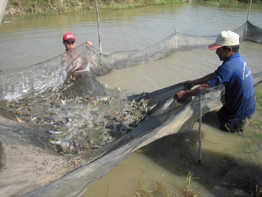 Ngay khi các doanh nghiệp hoạt động trở lại, trong một tuần, giá tôm thẻ tại miền Tây đã tăng lên khá cao.