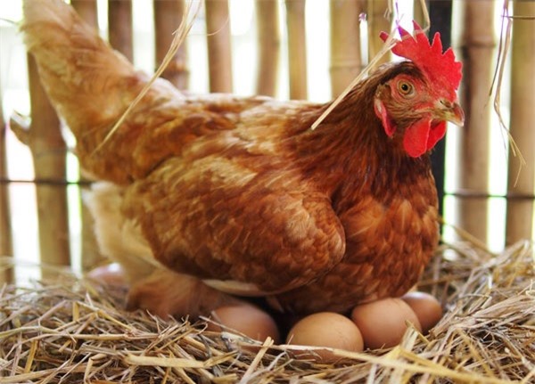 Trứng có trước hay gà có trước?